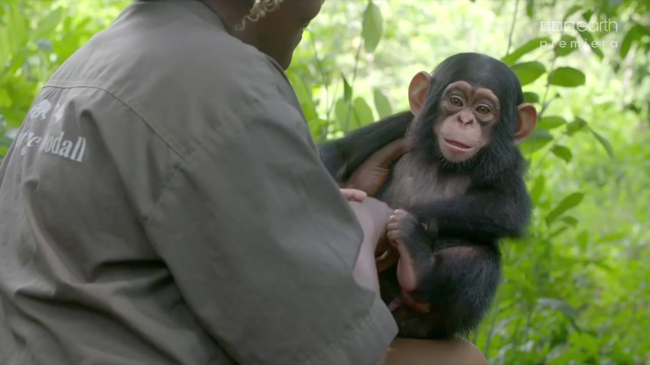 Jane Goodall: uratowane szympansy z Konga