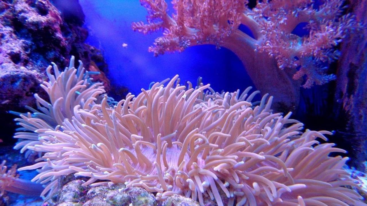 Natura w Jedynce: Magiczny krąg rafy koralowej