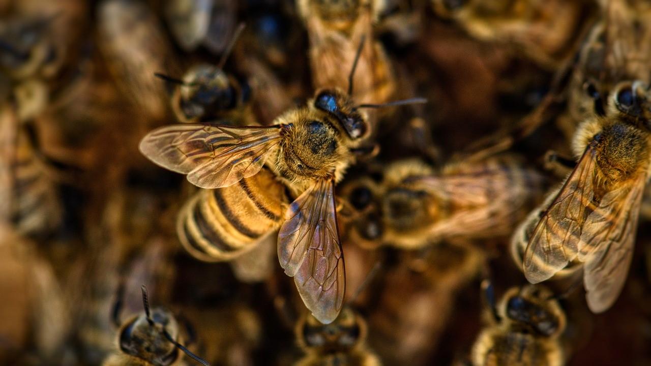 Natura w Jedynce: Dziennik pszczoły