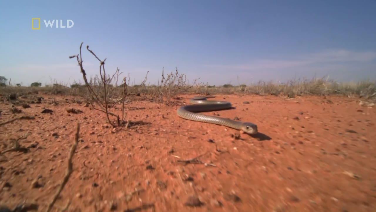 Kierunek Wild: Dzika Australia (Pustynia czerwonego kangura)