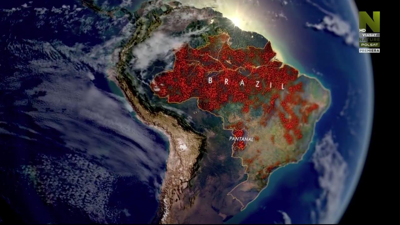 Świat przyrody - jaguary: brazylijskie superkoty