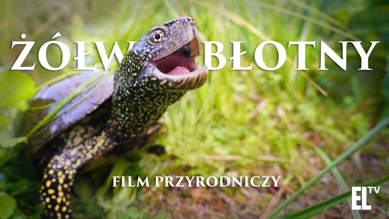 Natura w Jedynce: Żółw błotny. Osobliwy relikt polskiej przyrody