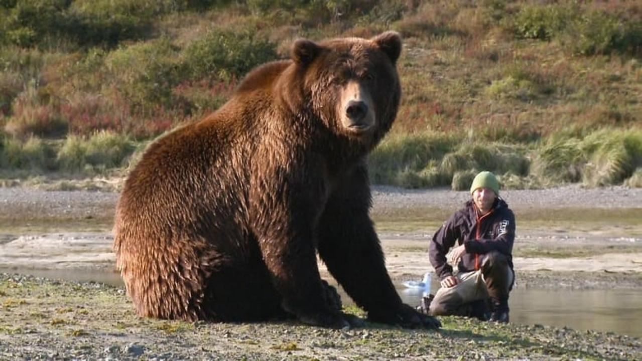 Spotkania z niedźwiedziem grizzly