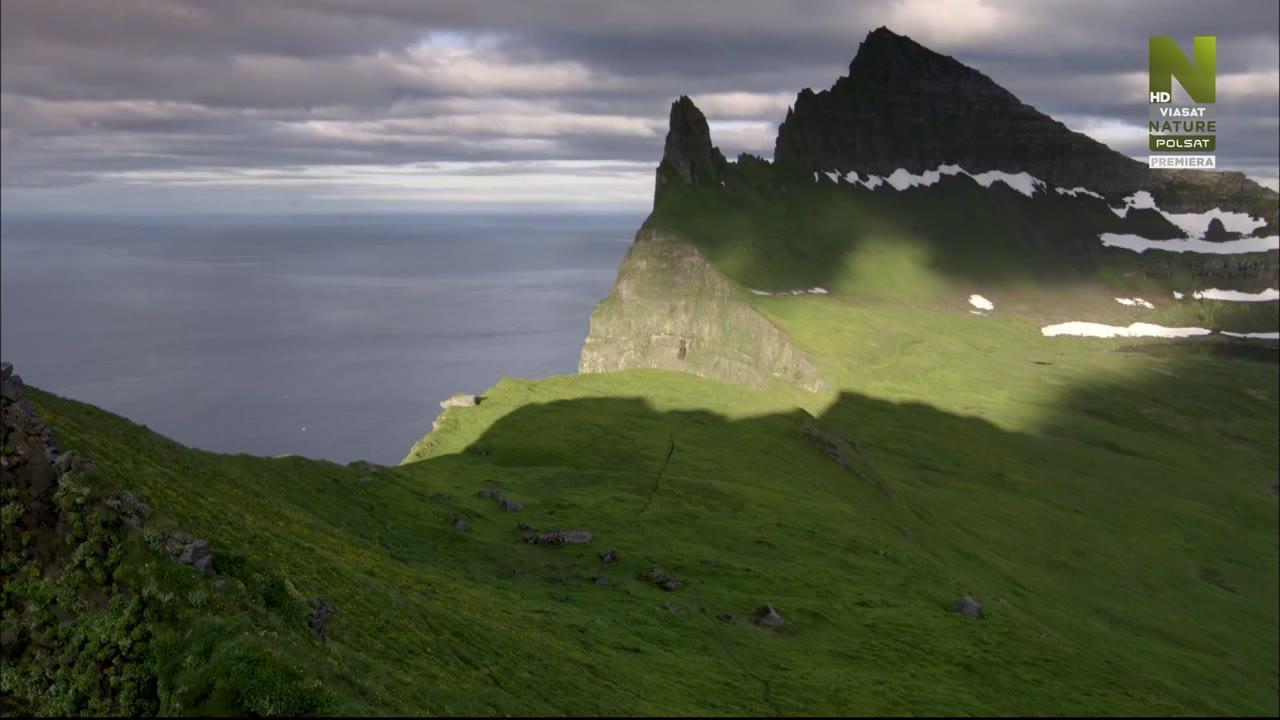 Świat przyrody - Islandia: dzikie życie