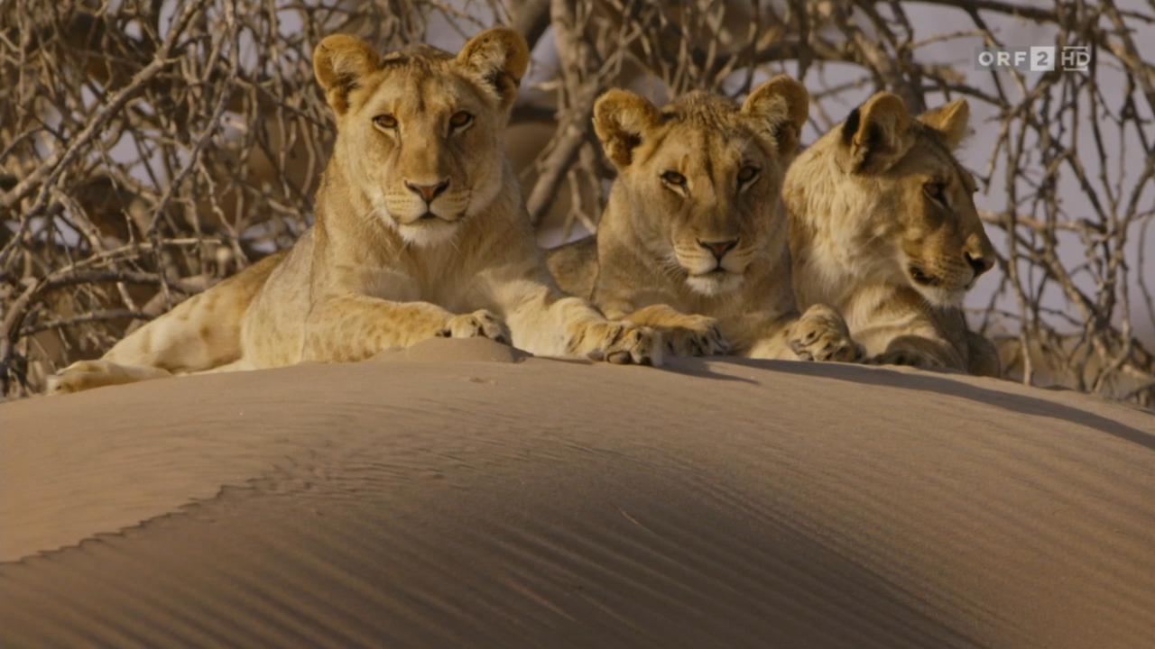 Królowie pustyni: lwy z Namibii