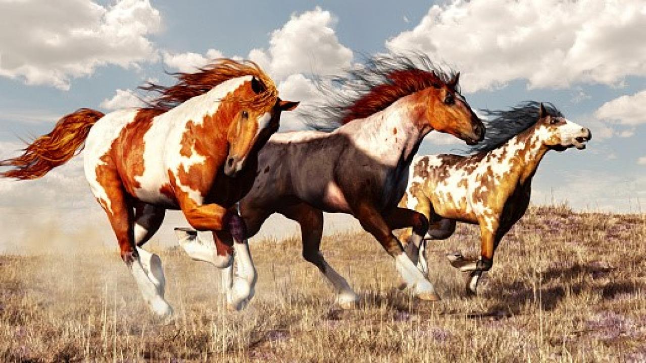 Mustang: Duch Wolności
