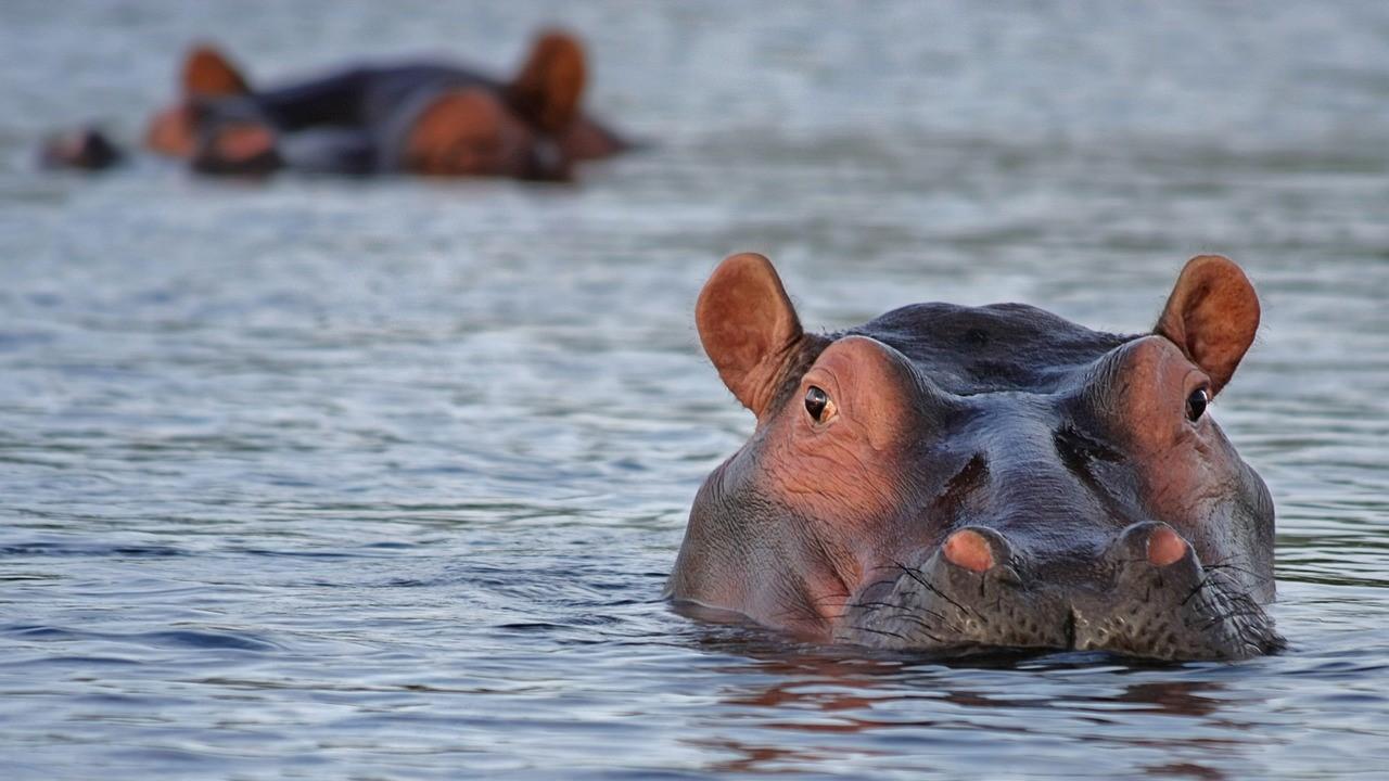 Natura w Jedynce: Wyspa hipopotamów