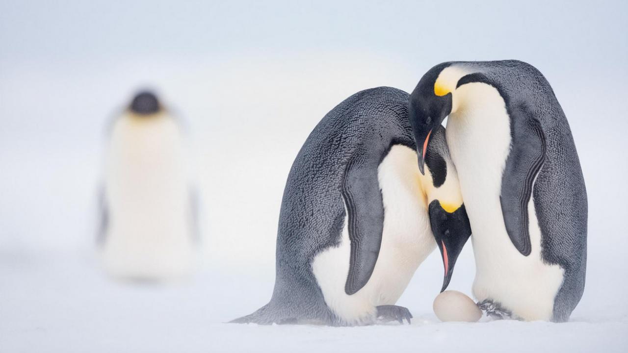 BBC w Jedynce: Rodzina pingwinów