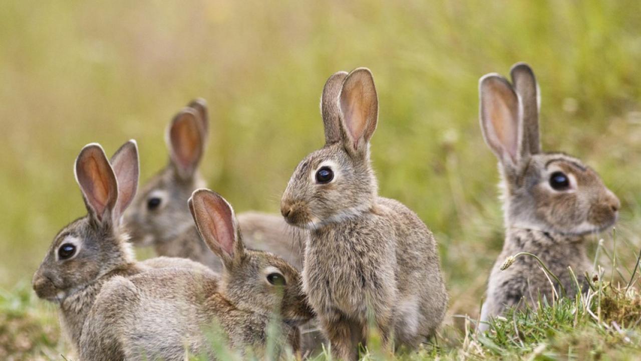 Natura w Jedynce: Hiszpania. Kraina królików