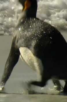 Falklandy - Raj Dla Pingwinów