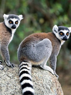 Niezwykła przyroda Madagaskaru