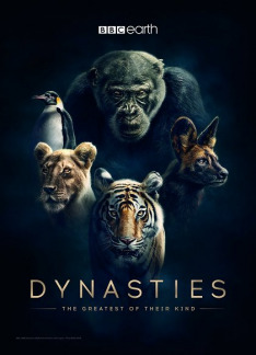 Dynastie (S1E1): Szympansy