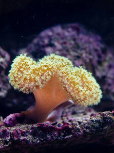 Wielka Rafa Koralowa: żywy skarb