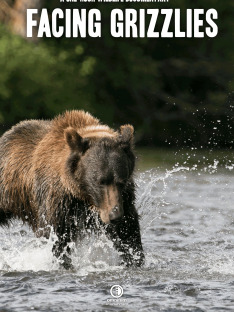 Spotkania z niedźwiedziem grizzly