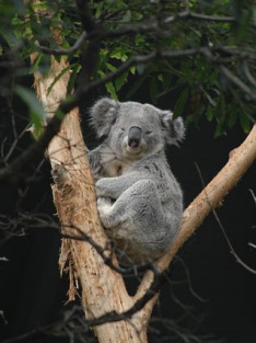 Ogrody zoologiczne Australii (S1E3): Odcinek 3