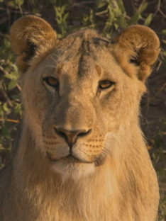 Królowie pustyni: lwy z Namibii (S1E2): Odcinek 2