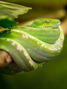 Węże (S1E1): Australia