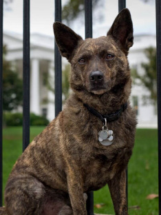 Pies prezydenta